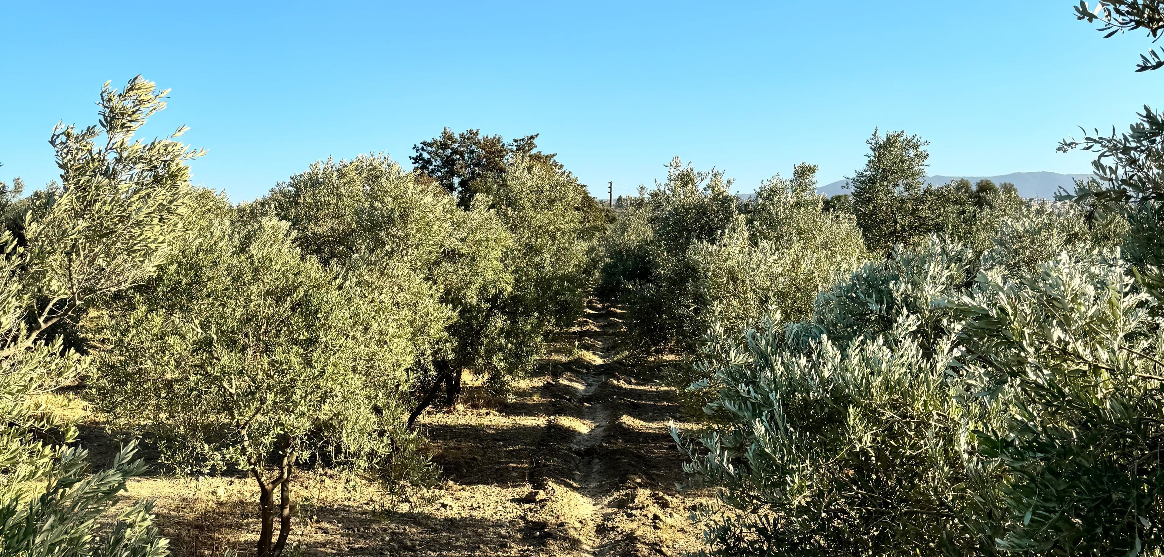 Cahit Palamutçu's olive grove in Kuşadası