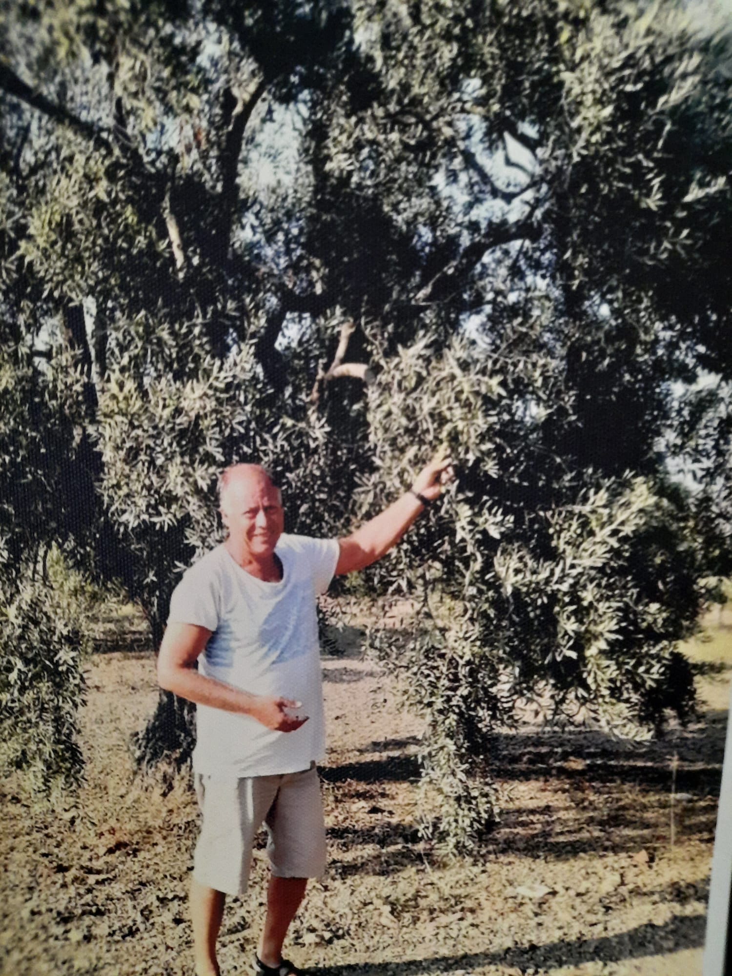 Founder picking olives during harvest