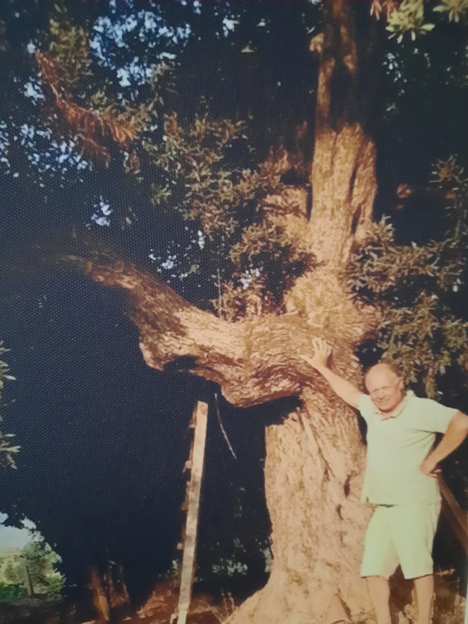 Founder with 300-year-old olive tree